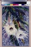 藏品(曇花初現)的圖片