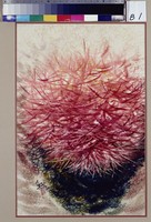 藏品(赤芒如火)的圖片