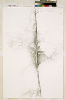 藏品(素描一)的圖片