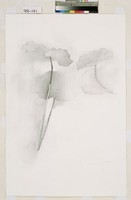 藏品(素描二)的圖片