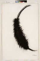 藏品(生)的圖片