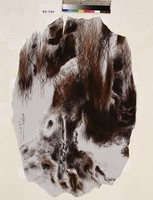 藏品(樹 Tree)的圖片