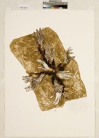 藏品(無題)的圖片