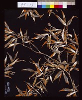 藏品(竹花)的圖片