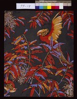 藏品(錦雞)的圖片