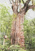 藏品(拉拉山神木)的圖片