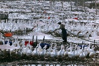 藏品(養鵝采風)的圖片