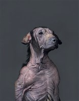 藏品(《生殤相》：2011/10/24 12:09 p.m. 台灣某公立收容所　距離安樂死執行時間：1.9小時)的圖片