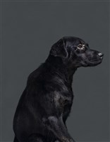 藏品(《生殤相》：2011/09/23 10:00 a.m. 台灣某公立收容所　距離安樂死執行時間：1.4小時)的圖片