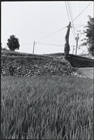 藏品(鵝卵石)的圖片