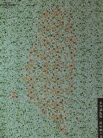 藏品(1996台灣色彩)的圖片