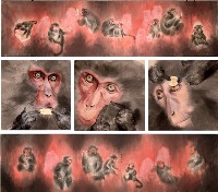 藏品(猴戲)的圖片