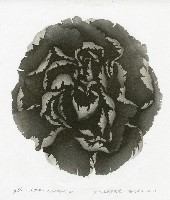 藏品(黑牡丹)的圖片
