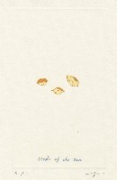 藏品(Seeds of the sun)的圖片