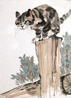 藏品(貓)的圖片