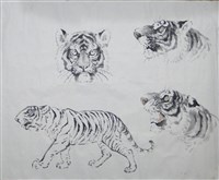 藏品(畫虎畫稿)的圖片