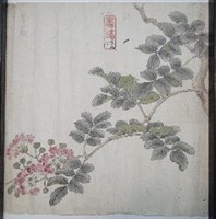 藏品(紫薇)的圖片