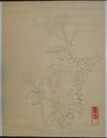 藏品(菊)的圖片