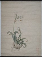 藏品(水仙)的圖片