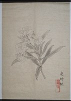 藏品(夾竹桃)的圖片