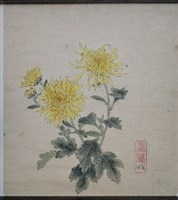 藏品(菊花-1)的圖片