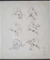 藏品(雀鷹畫稿-1)的圖片