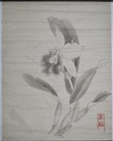 藏品(洋蘭-2)的圖片