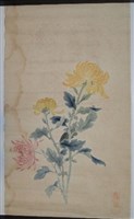 藏品(菊花-2)的圖片