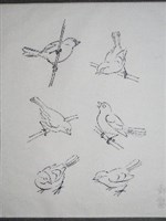 藏品(雀鷹畫稿-2)的圖片