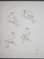 藏品(雀鷹畫稿-4)的圖片