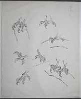 藏品(雀鷹畫稿-5)的圖片