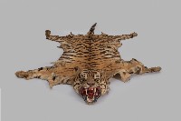 藏品(虎皮)的圖片