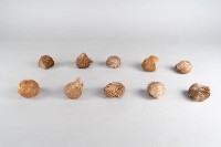 藏品(麝香粒)的圖片