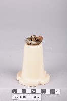 藏品(船用無線電天線絕緣配件)的圖片