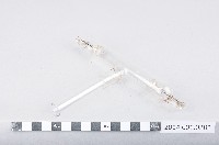 藏品(蓋斯勒放電管)的圖片