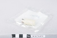 藏品(BNC端子)的圖片