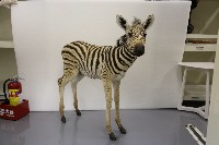 藏品(斑馬標本)的圖片