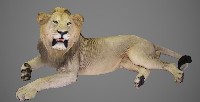 藏品(獅子標本)的圖片