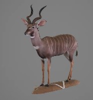 藏品(扭角林羚標本)的圖片