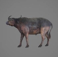 藏品(非洲水牛標本)的圖片