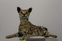 藏品(藪貓標本)的圖片