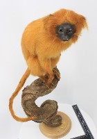 藏品(金獅面狨標本)的圖片