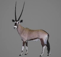 藏品(南非劍羚標本)的圖片