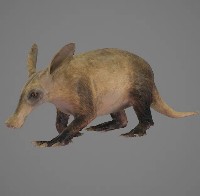 藏品(土豚標本)的圖片