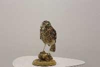 館藏編號:2016.001.0031的藏品圖