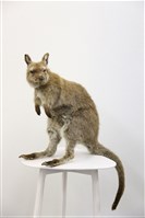 藏品(小袋鼠標本)的圖片