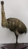 館藏編號:2016.001.0037的藏品圖