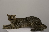 藏品(石虎標本)的圖片