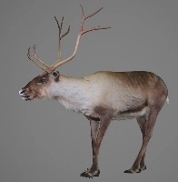 藏品(馴鹿標本)的圖片