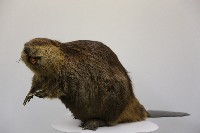 藏品(河狸標本)的圖片